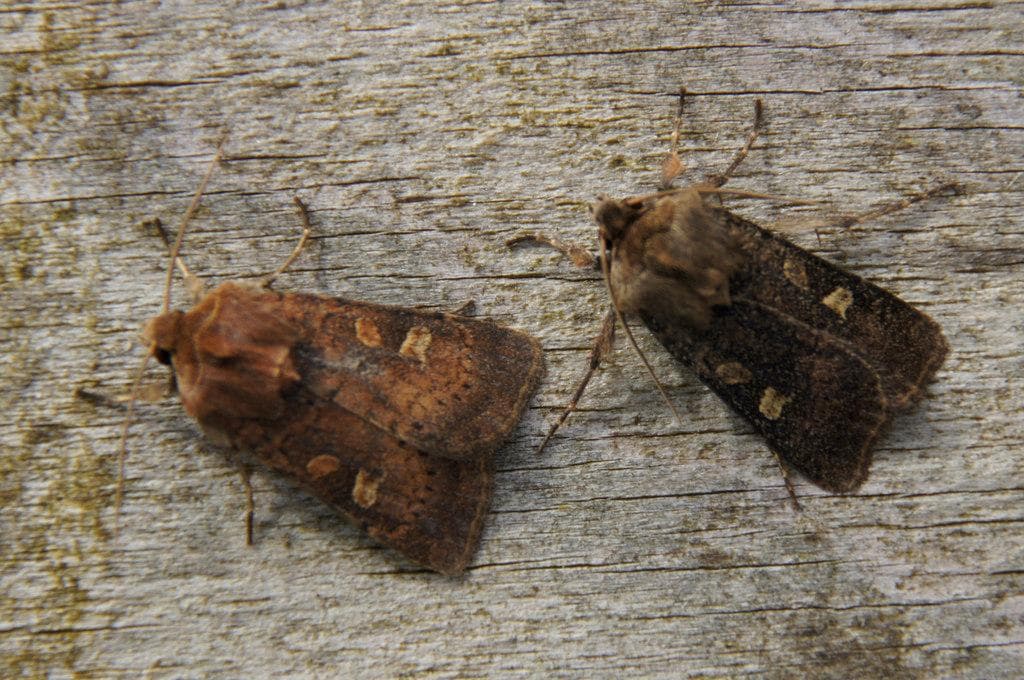 Fyrkantig jordfly — 3/3