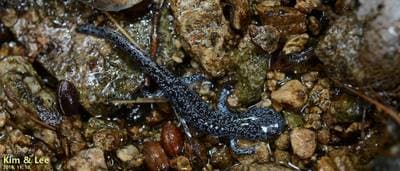 Gensansalamander