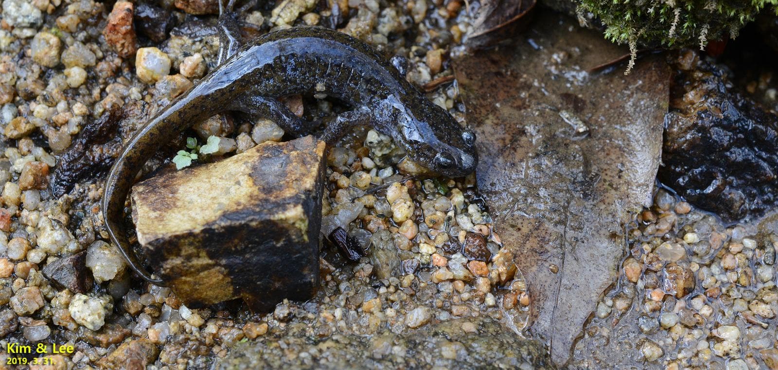 Gensansalamander — 3/3
