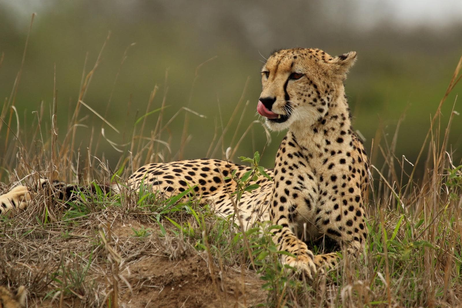 Gepard — 2/3