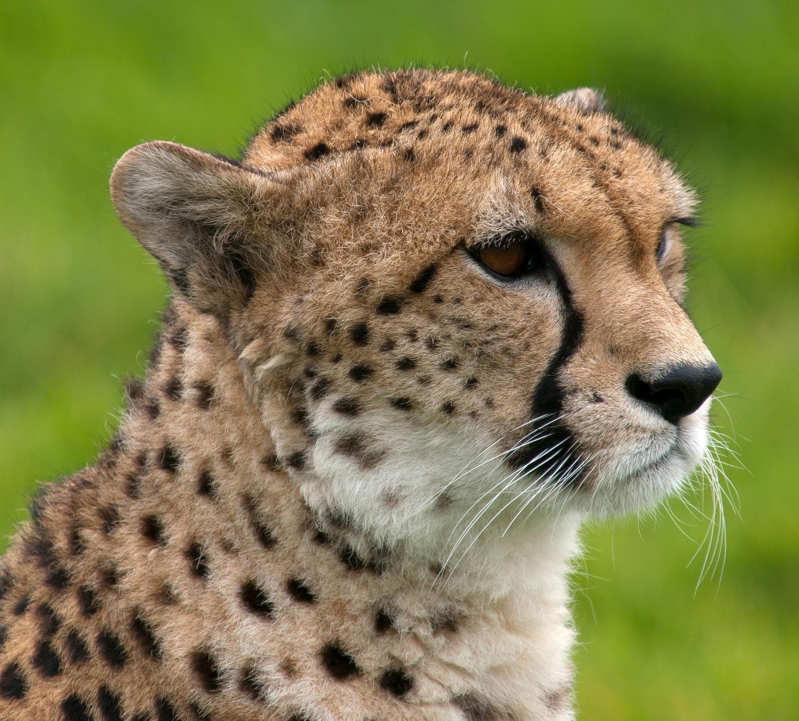 Gepard — 1/3