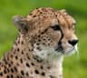 Gepard