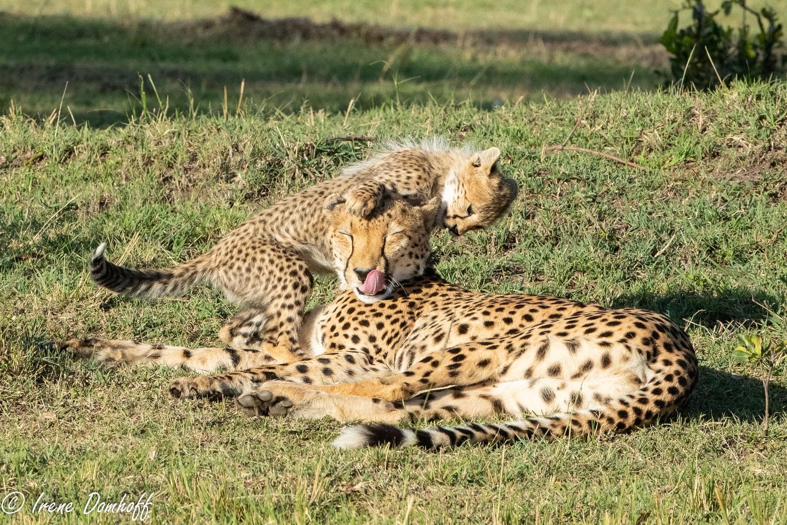 Gepard — 3/3