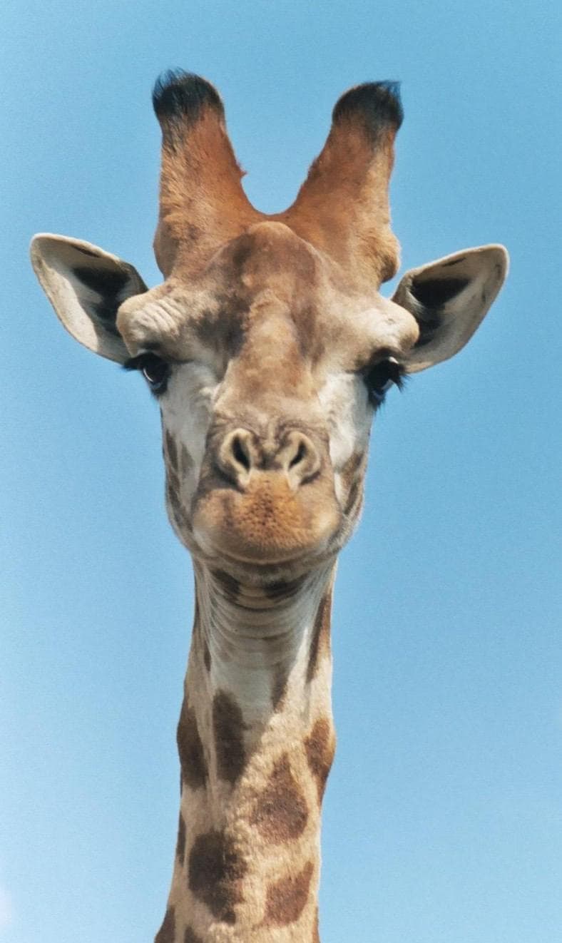 Giraff — 1/3