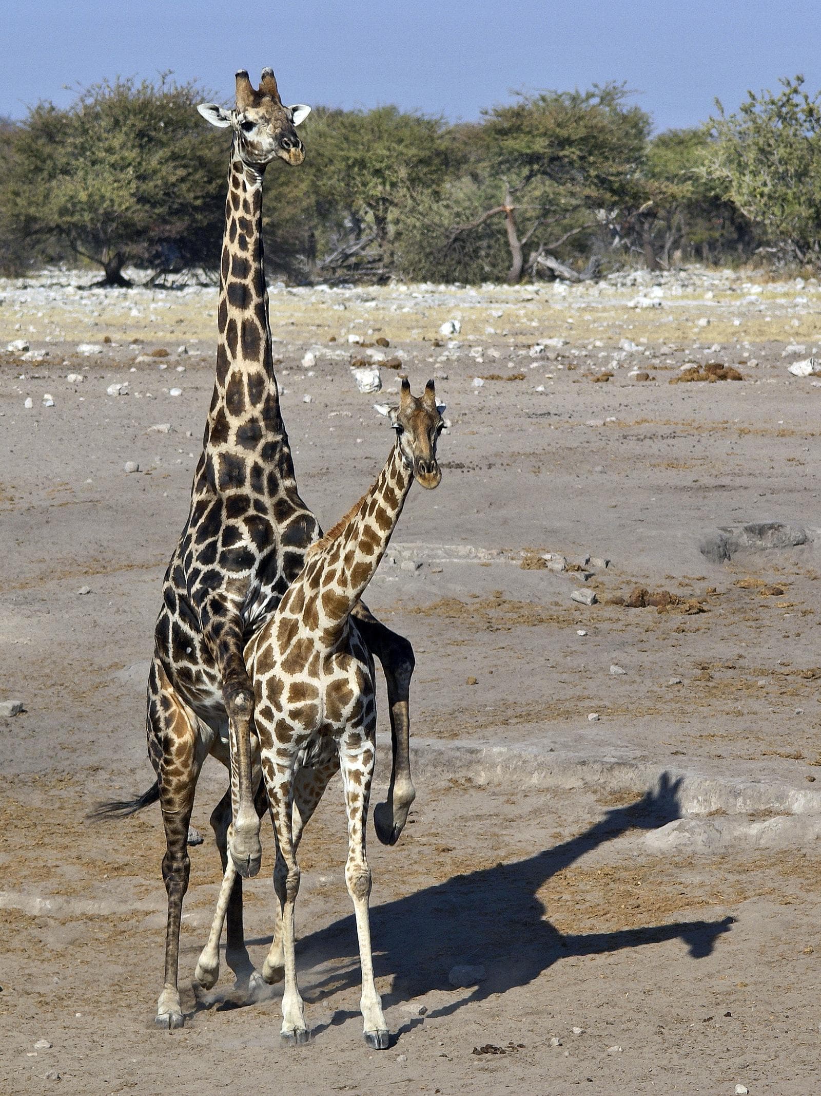 Giraff — 2/3