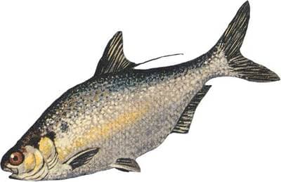 Gizzardshad