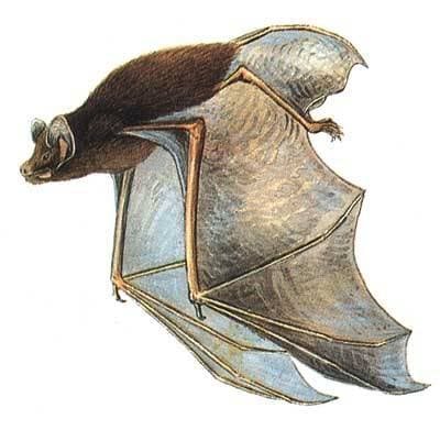Goulds vårtefladdermus