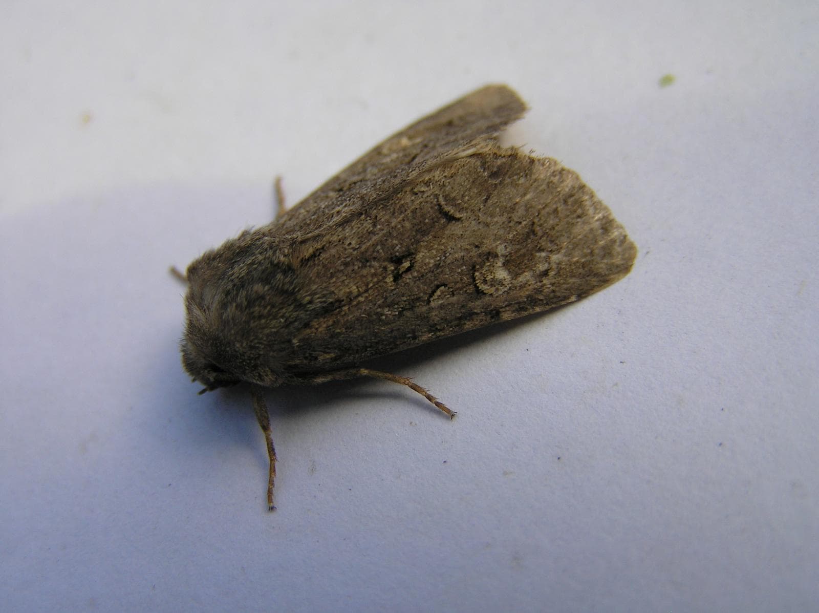 Gräsnattfly — 1/3