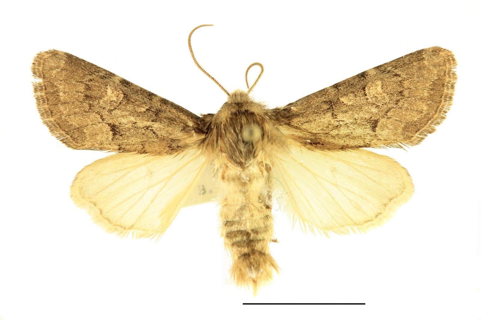 Gräsnattfly — 2/3