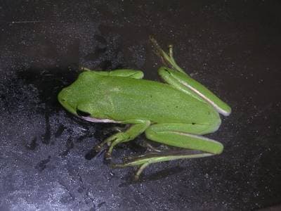 Grön trädgroda