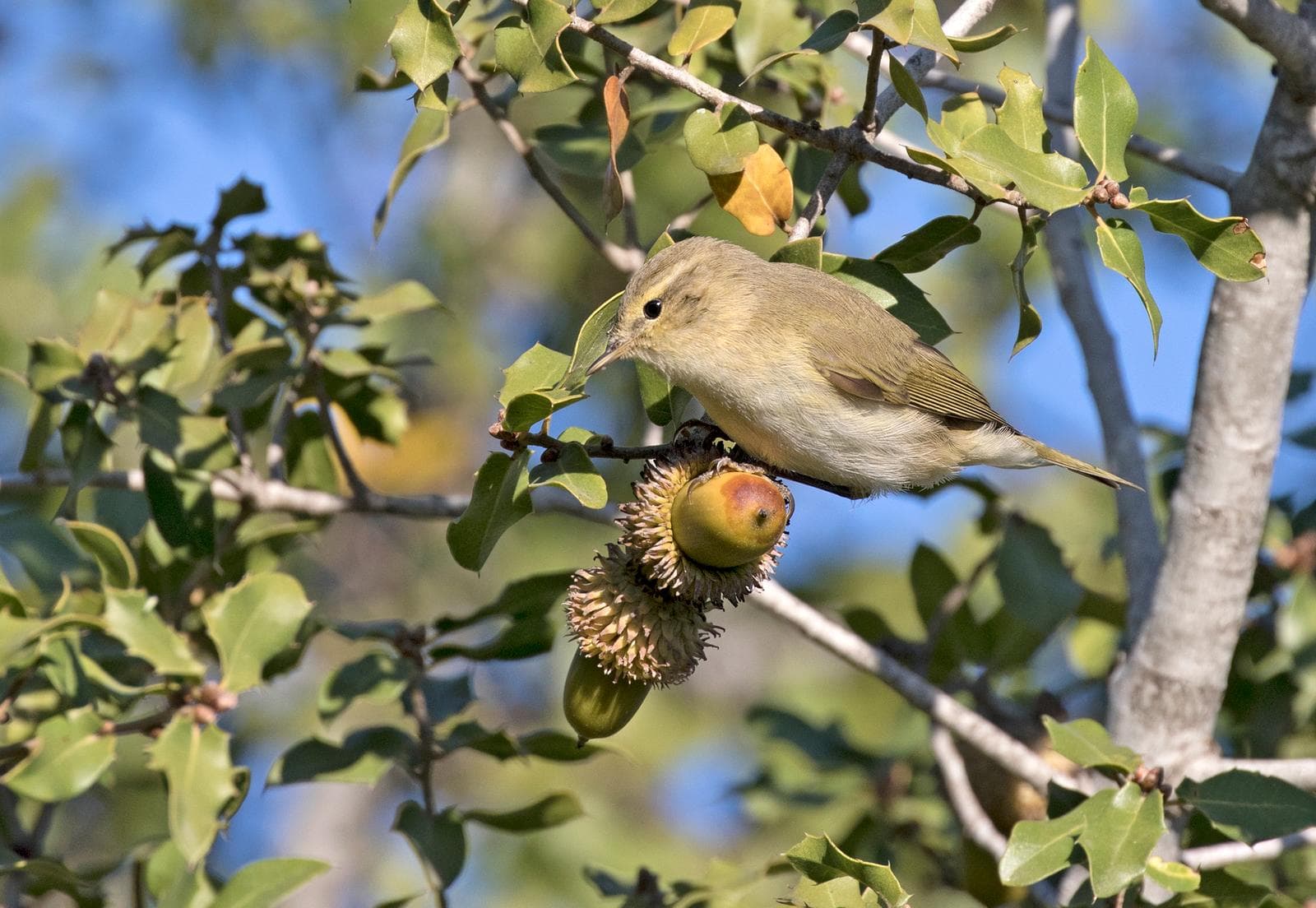 Grönsångare — 1/3