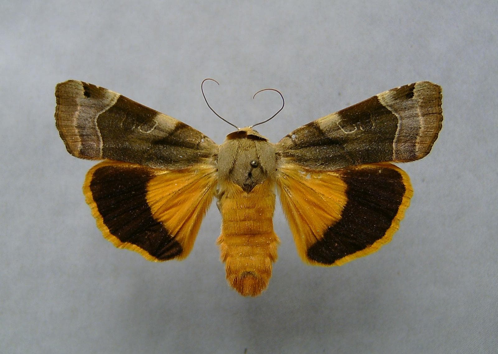 Gul bandad nattfly — 2/3