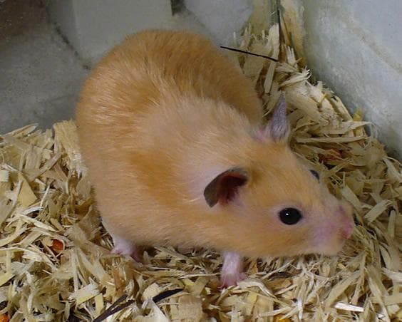 Guldhamster — 1/3