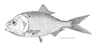 Gulfmenhaden