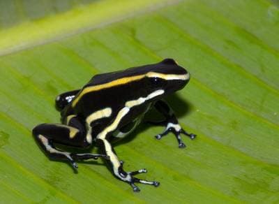 Gulstrimig pilgroda