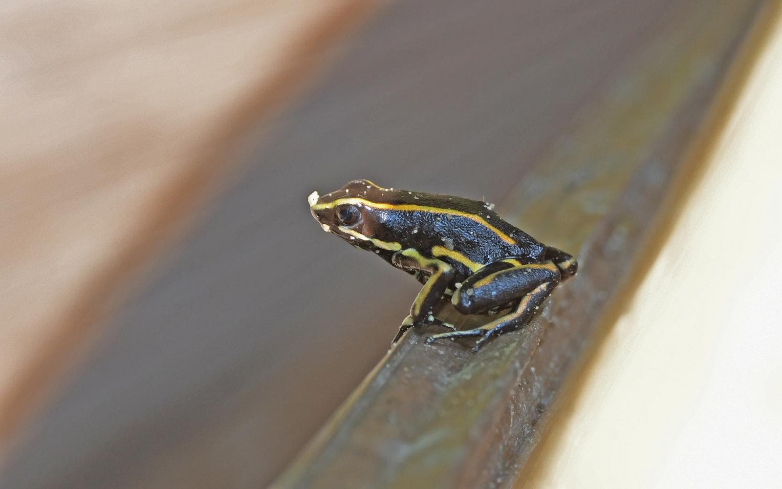 Gulstrimig pilgroda — 3/3