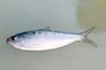 Gulstripad sardinell