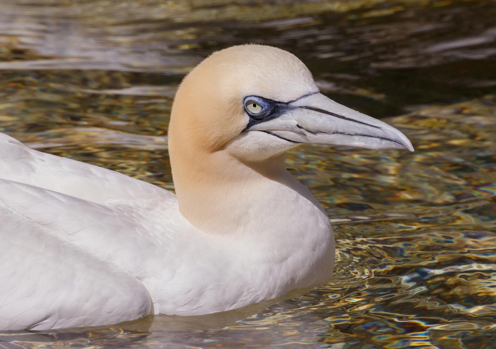 Havssula — 3/3