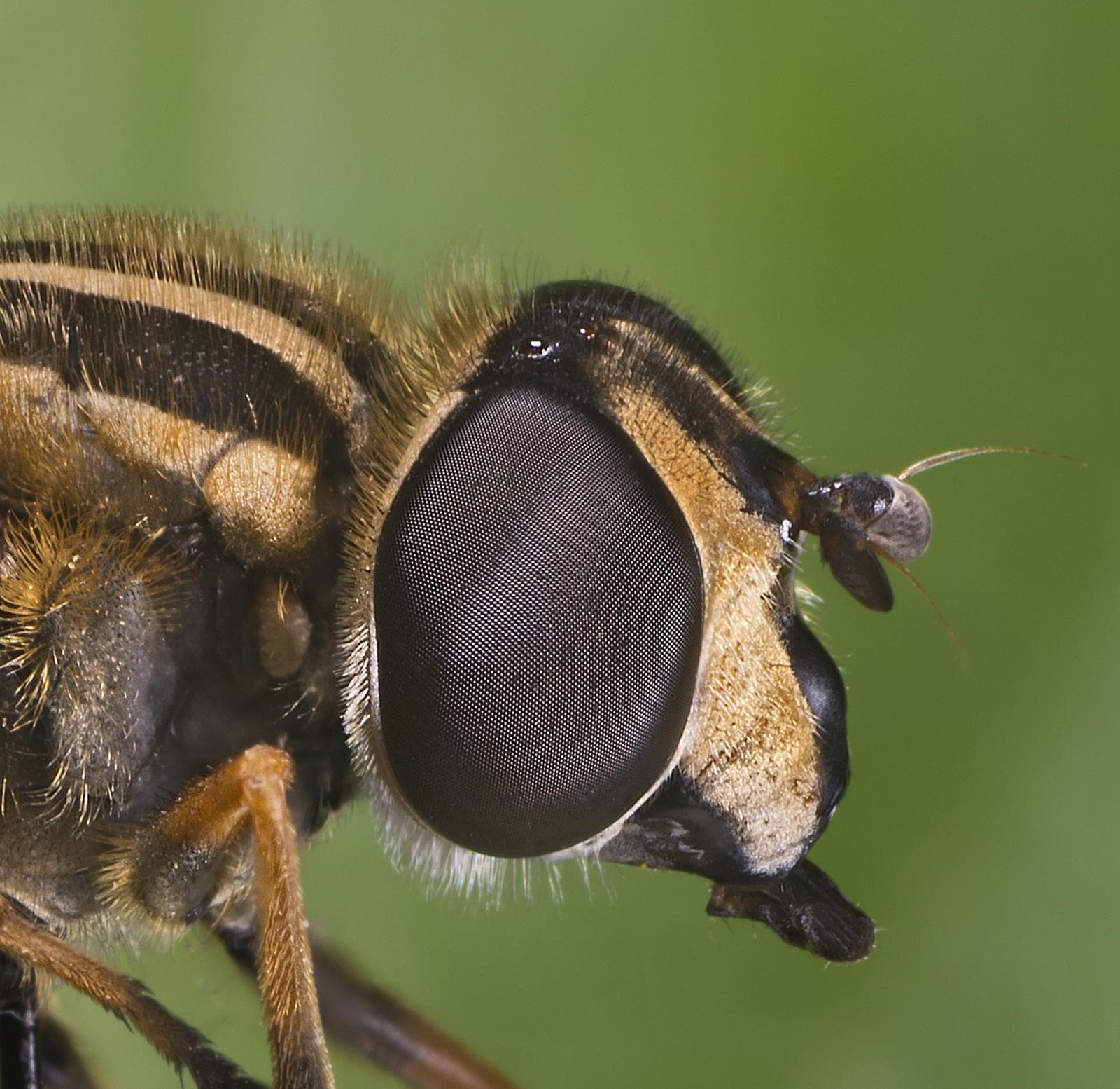Helophilus pendulus — 2/3