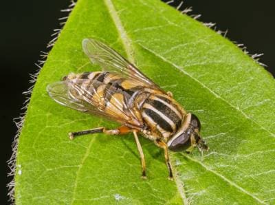 Helophilus pendulus