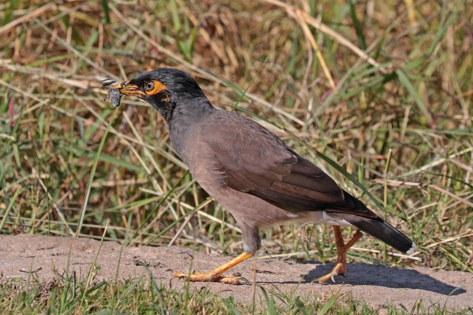 Hirtmyna — 1/3