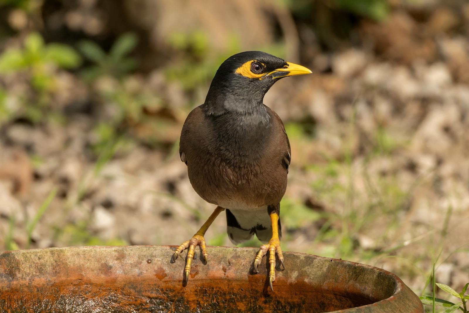 Hirtmyna — 3/3