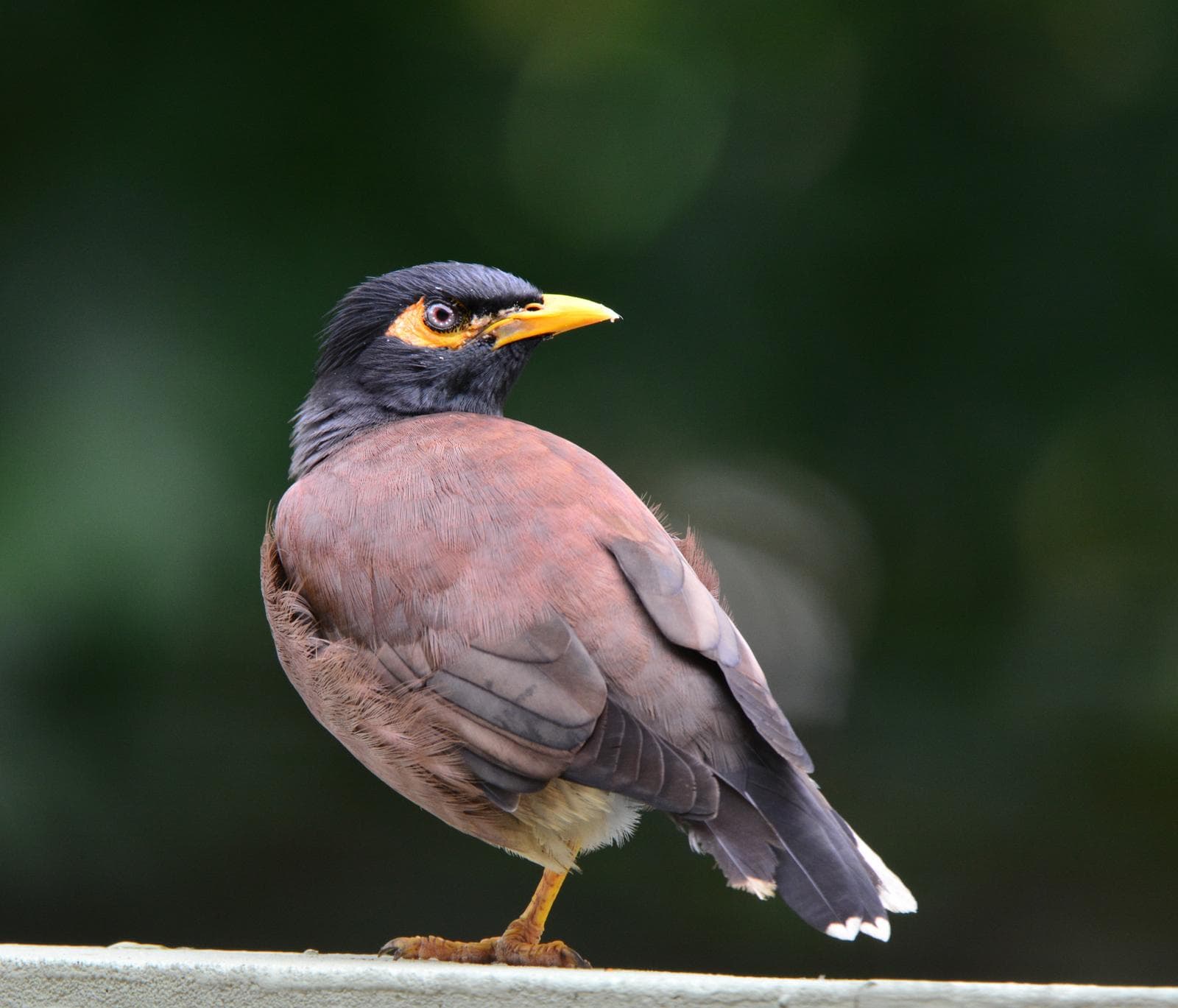 Hirtmyna — 2/3