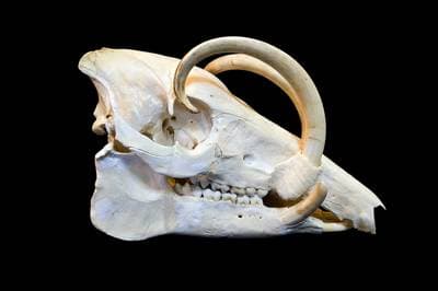 Hjortsvin