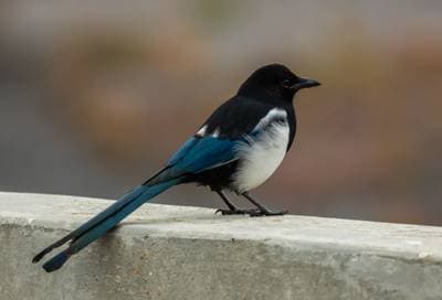 Hudsonisk skata