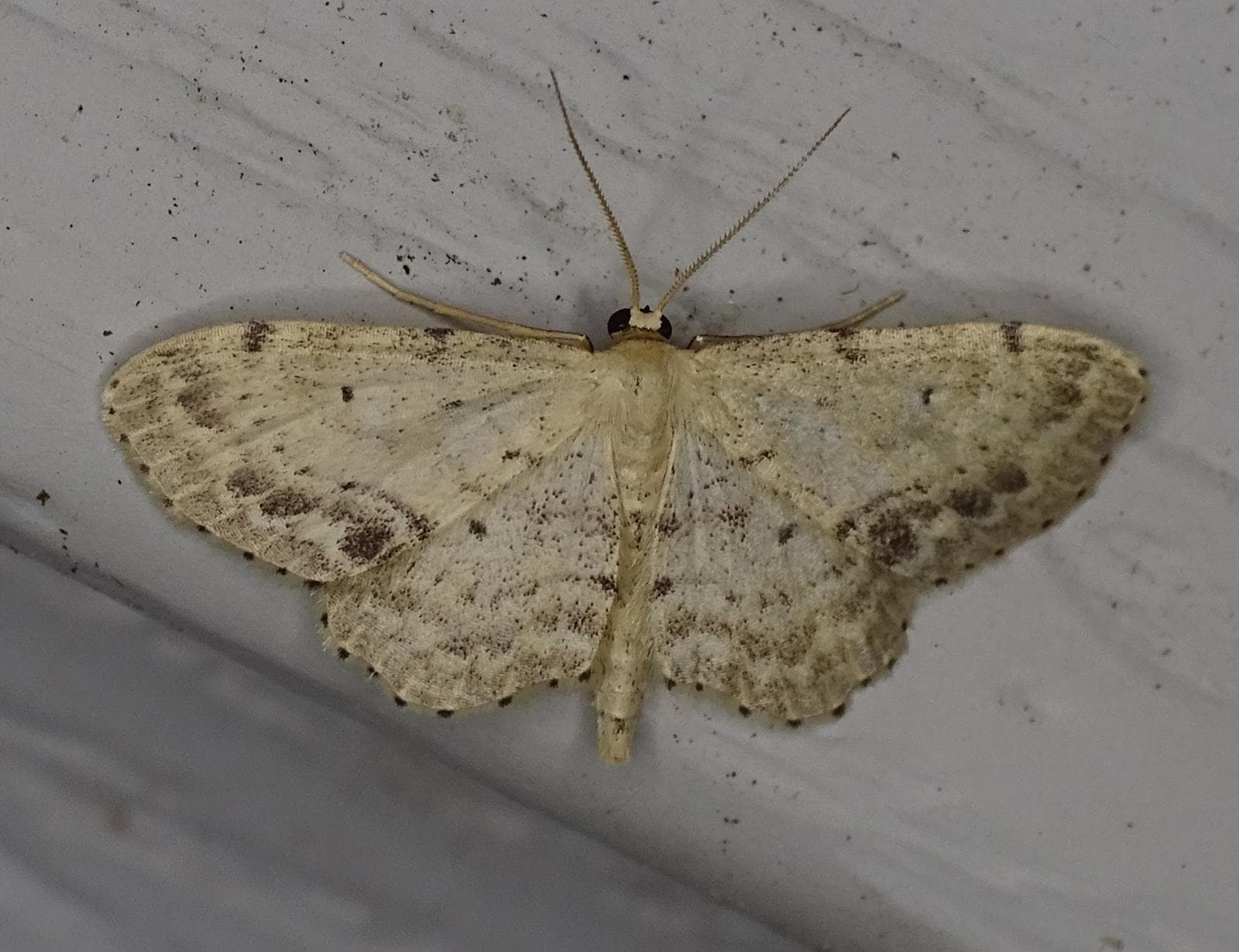 Idaea dimidiata — 2/3