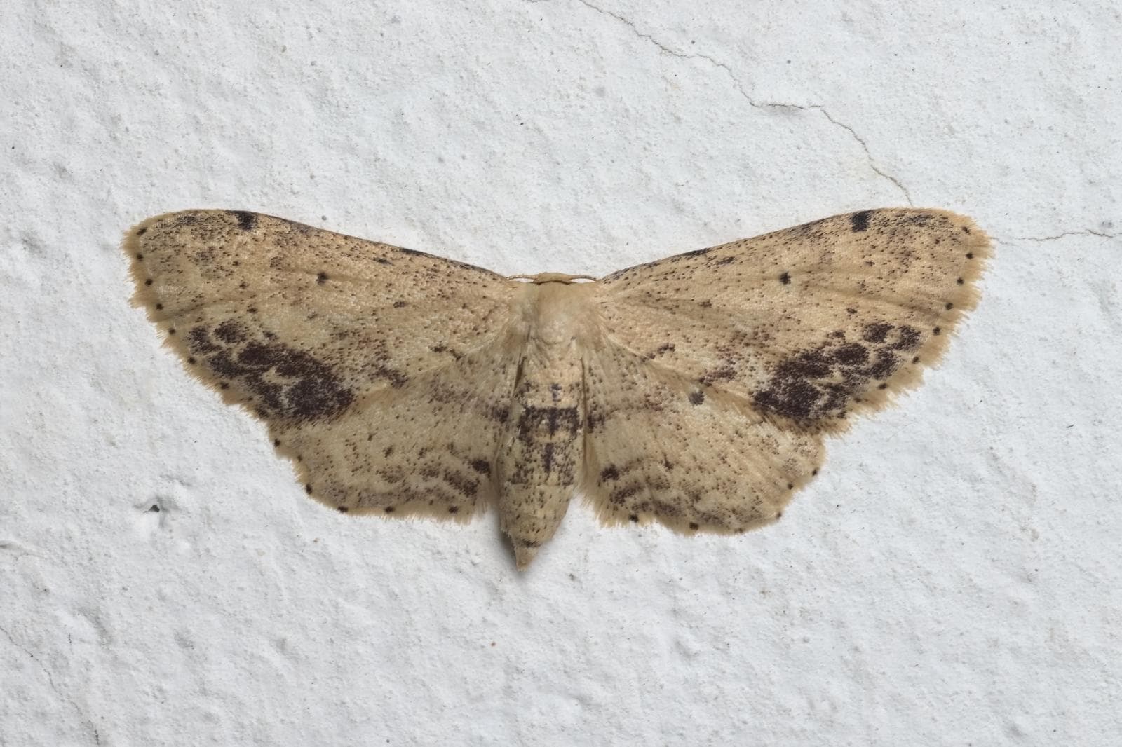 Idaea dimidiata — 3/3