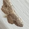 Idaea dimidiata