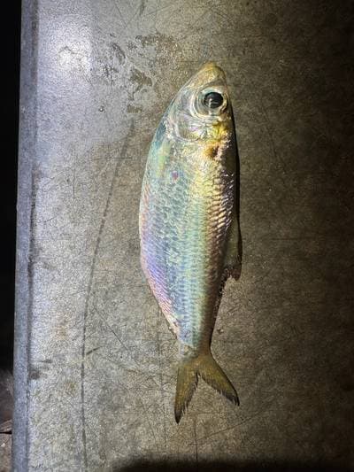 Indisk pellona