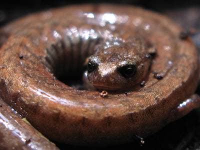 Kalifornisk smal salamander