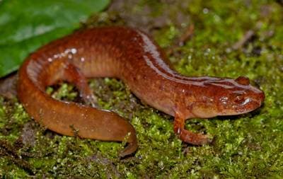 Källsalamander