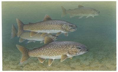 Kanadaröding (Salvelinus namaycush)