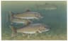 Kanadaröding (Salvelinus namaycush)