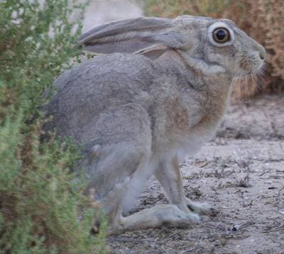 Kaphare