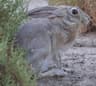 Kaphare