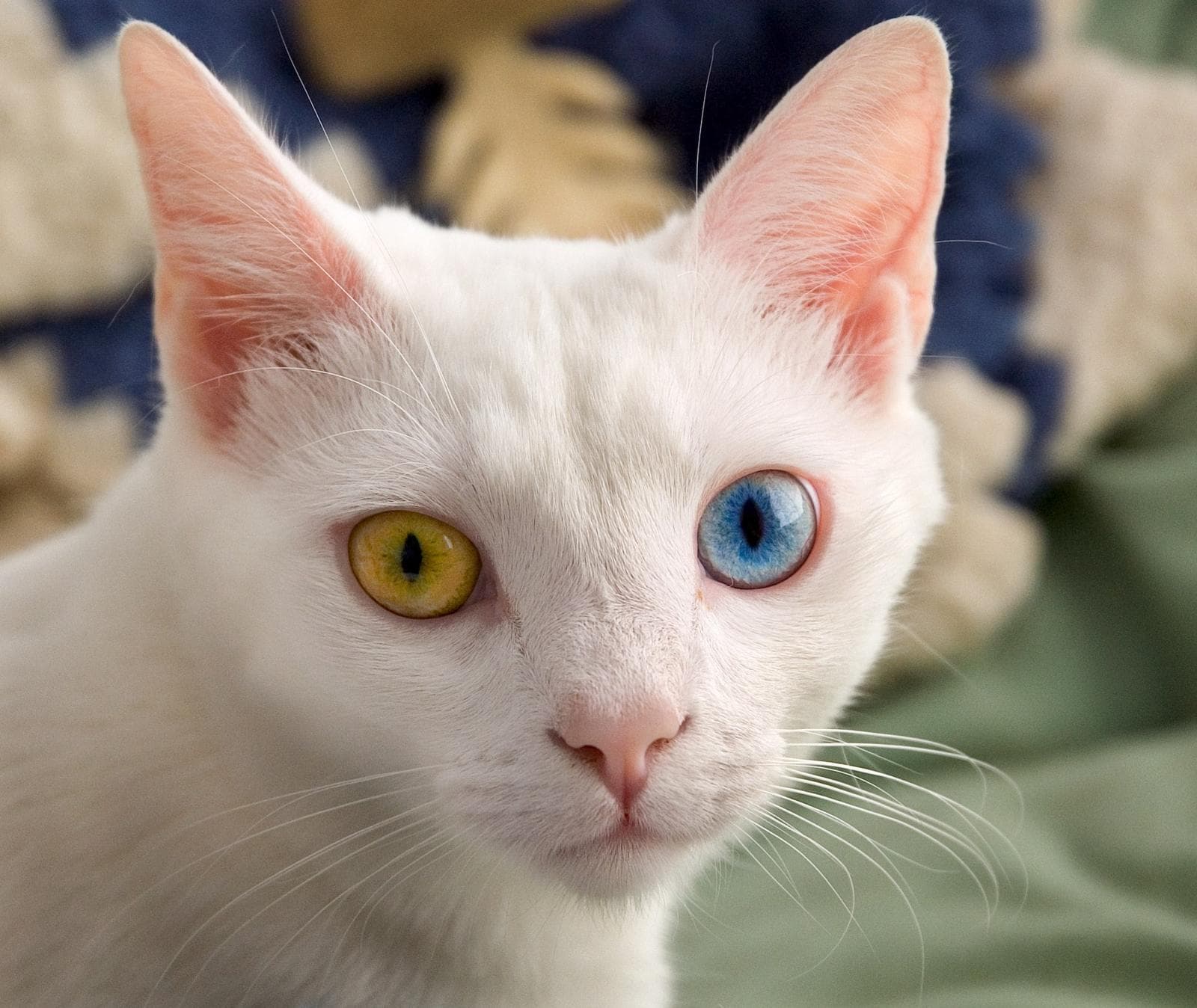 Katt — 3/3