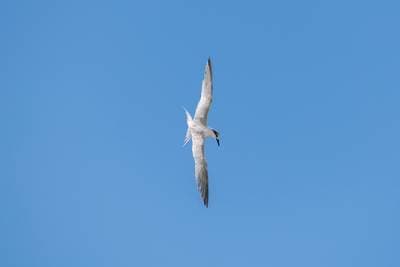 Kentsk tärna