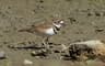 Killdeer