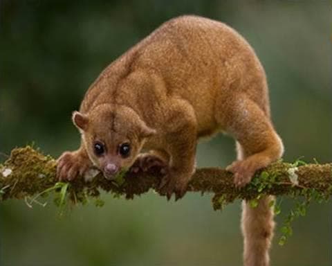 Kinkajou — 2/3