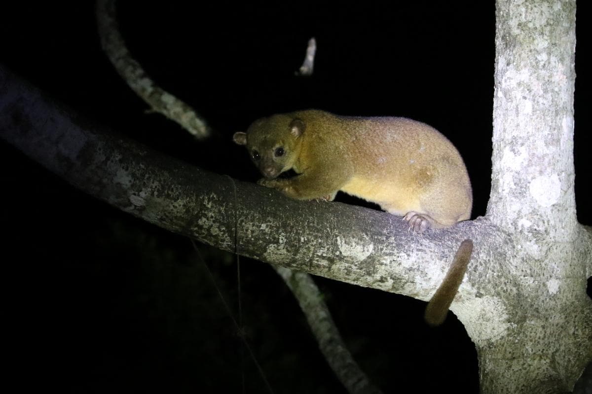 Kinkajou — 3/3