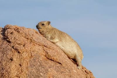 Klippdassie