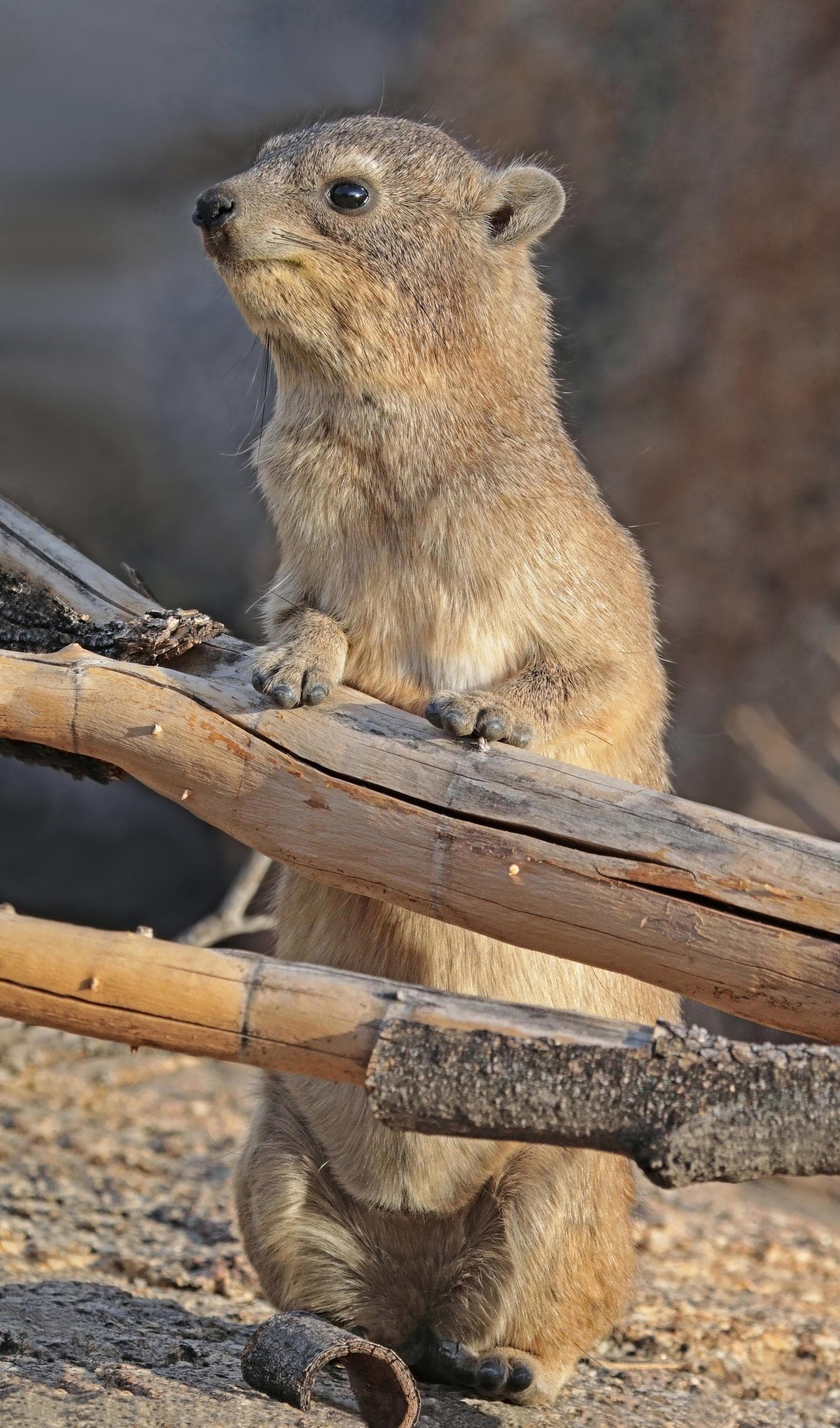 Klippdassie — 2/3