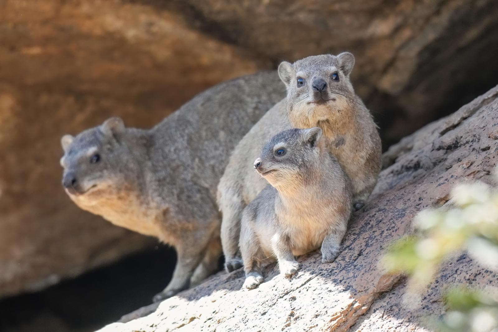 Klippdassie — 3/3