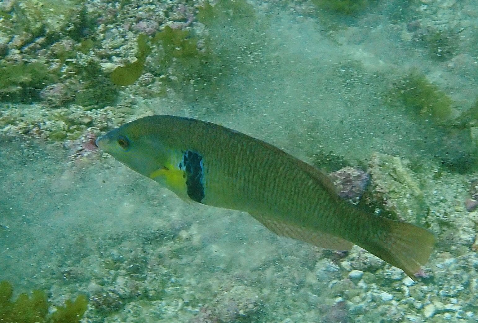 Klippleppfisk — 3/3
