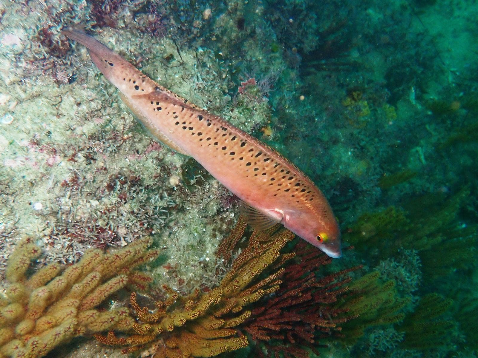 Klippleppfisk — 2/3