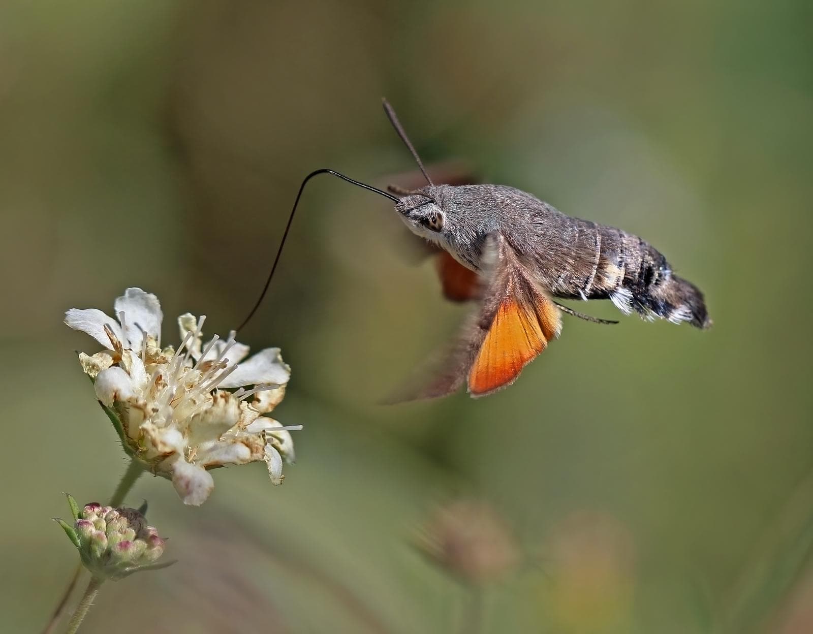 Kolibrisvärmärflygare — 2/3